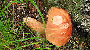 ЧЕМАЛ ГОРЫЙ АЛТАЙ_CHEMAL GORNYI ALTAI