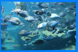 ВСЕ ОТЕЛИ КО ЧАНГ ОТДЫХ НА КОХ ЧАНГ ТУРЫ НА ОСТРОВ КО ЧАНГ KOH CHANG KOH CHANG ISLAND KOH CHANG HOTELS