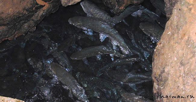 FISH CAVE_ПЕЩЕРА РЫБ _МАЕ ХОНГ СОН_MAEHOHGSON MAE HONG SON_МАЕХОНГСОН_MAEHONGSON_МАЕ ХОНГ СОН MAE HONG SON_МАЕХОНГСОН_MAEHONGSON_МАЕ ХОНГ СОН