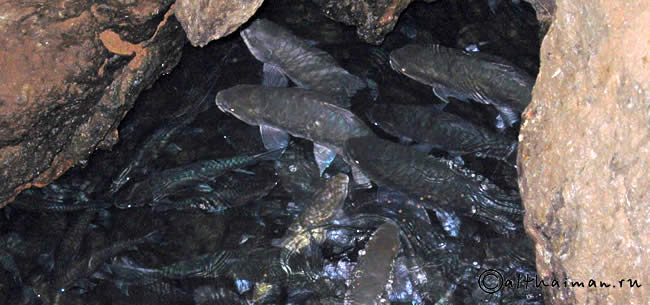 FISH CAVE_ПЕЩЕРА РЫБ _МАЕ ХОНГ СОН_MAEHOHGSON MAE HONG SON_МАЕХОНГСОН_MAEHONGSON_МАЕ ХОНГ СОН