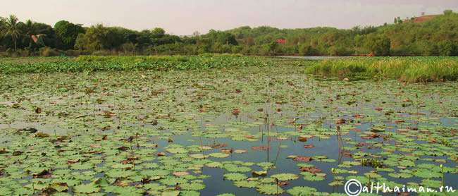 CHIANGRAI_CHIANG RAI CITY_ ЧИАНГ РАЙ_ЧАНГ РАЙ_ЧИАНГРАЙ 