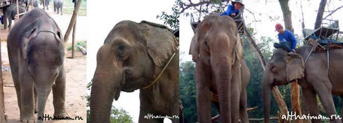CHIANG MAI NORTH THAILAND HOTELS HOSTELS RESORTS BUNGALOWS_ ����� ��� ���� ��� �������� �������_maepingelephant