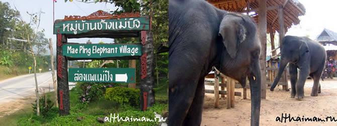 CHIANG MAI NORTH THAILAND HOTELS HOSTELS RESORTS BUNGALOWS_ ����� ��� ���� ��� �������� �������_maepingelephant