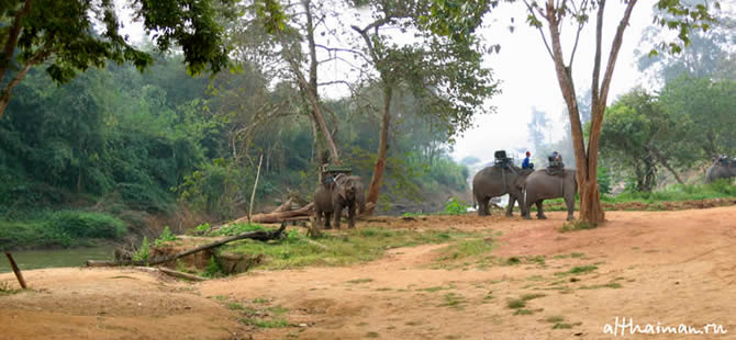CHIANG MAI NORTH THAILAND HOTELS HOSTELS RESORTS BUNGALOWS_ ����� ��� ���� ��� �������� �������_maepingelephant
