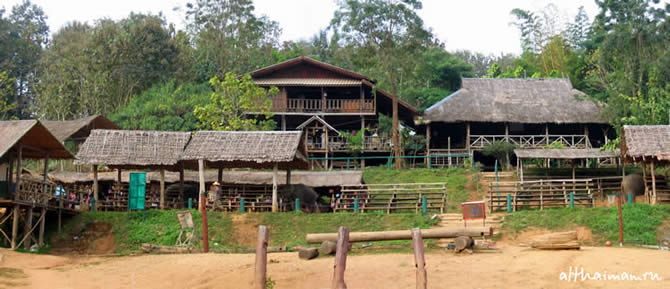CHIANG MAI NORTH THAILAND HOTELS HOSTELS RESORTS BUNGALOWS_ ����� ��� ���� ��� �������� �������_maepingelephant