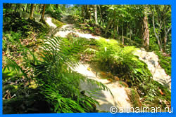 bua Thong falls, nam Phu Chet Si, Чианг Май Тайланд Чанг Май Chiang Mai  Отели Чианг Мая Chiang Mai Hotels