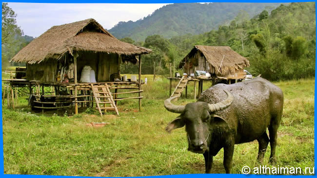 Чианг Май Тайланд Чанг Май Chiang Mai  Отели Чианг Мая Chiang Mai Hotels
