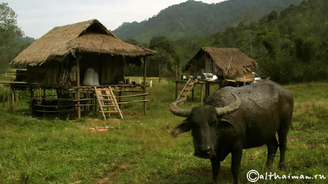 FANG_CHIANG MAI_ ФАНГ ГОРЯЧИЕ ИСТОЧНИКИ_ЧИАНГ МАЙ_СЕВЕРНЫЙ ТАИЛАНД
