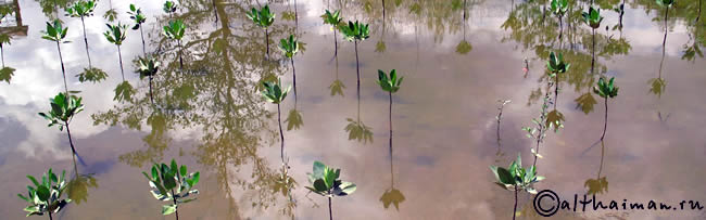 Koh Chang Mangrove, Koh Chang Attractions