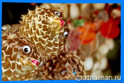 Bang Bao Bay Shopping, Where to Shop and What to Buy in Bang Bao Bay, บางเบา เกาะช้างใต้