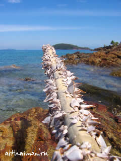 ОСТРОВ КОХ МААК_КО МАК_KOH MAAK ISLAND THAILAND