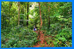 остров Ко Чанг, Тайланд, Koh Chang, Чанг, Таиланд, отель на Ко Чанге, отели Ко Чанг, отдых на Ко Чанг, фото Ко Чанг, туры на Ко Чанг, дешевые авиабилеты,  острова, ресторан, ко чанг фото-отчёт, еда, ночной клуб, пляж, номер в отеле на Ко Чанг, медовый месяц, на Ко чанг