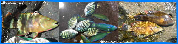 �� ����_�� ����_KOH KOOD_��� ���_�� ���