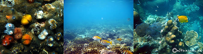 KOH TAO KOHTAO KOTAO KO TAO ISLAND_ОСТРОВ КОХ ТАО КО ТАО ТАУ КОТАУ КОТАО КОХТАО ТАИЛАНД