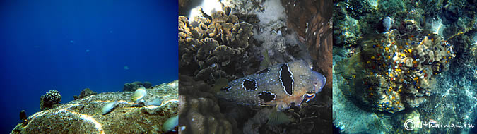 KOH TAO KOHTAO KOTAO KO TAO ISLAND_ОСТРОВ КОХ ТАО КО ТАО ТАУ КОТАУ КОТАО КОХТАО ТАИЛАНД