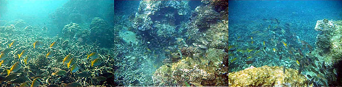 KOH TAO KOHTAO KOTAO KO TAO ISLAND_ОСТРОВ КОХ ТАО КО ТАО ТАУ КОТАУ КОТАО КОХТАО ТАИЛАНД