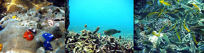 KOH TAO KOHTAO KOTAO KO TAO ISLAND_ОСТРОВ КОХ ТАО КО ТАО ТАУ КОТАУ КОТАО КОХТАО ТАИЛАНД