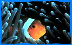 Hin Daeng and Hin Muang Diving 