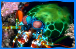 Koh Rok Diving 