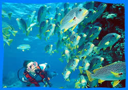 Koh Lanta Diving