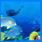 Phi Phi Diving