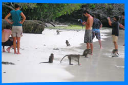 Monkey bay