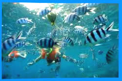 Maya Bay snorkeling