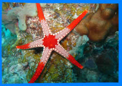 Pi Leh Bay snorkeling
