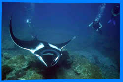Phi Phi Islands Diving, Phi Phi Islands Dive Sites