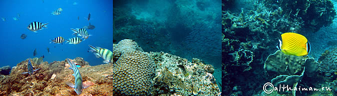 KOH TAO KOHTAO KOTAO KO TAO ISLAND_ОСТРОВ КОХ ТАО КО ТАО ТАУ КОТАУ КОТАО КОХТАО ТАИЛАНД