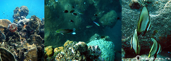 KOH TAO KOHTAO KOTAO KO TAO ISLAND_ОСТРОВ КОХ ТАО КО ТАО ТАУ КОТАУ КОТАО КОХТАО ТАИЛАНД
