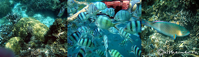 KOH TAO KOHTAO KOTAO KO TAO ISLAND_ОСТРОВ КОХ ТАО КО ТАО ТАУ КОТАУ КОТАО КОХТАО ТАИЛАНД