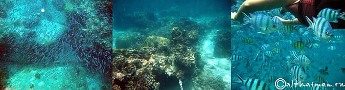 KOH TAO KOHTAO KOTAO KO TAO ISLAND_ОСТРОВ КОХ ТАО КО ТАО ТАУ КОТАУ КОТАО КОХТАО ТАИЛАНД