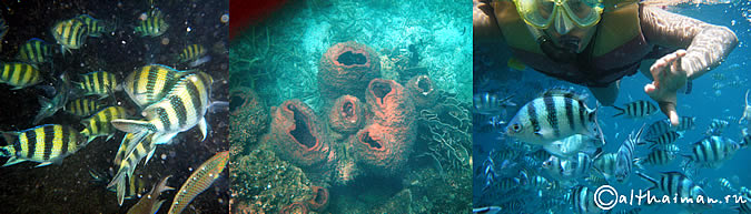 KOH TAO KOHTAO KOTAO KO TAO ISLAND_ОСТРОВ КОХ ТАО КО ТАО ТАУ КОТАУ КОТАО КОХТАО ТАИЛАНД