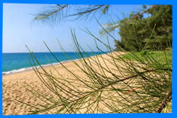 Пляжный Клуб Diamond Beach Club в Пхукете