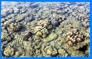 Коралловый Риф в Най Янг, Corall reef in Nai Yang Beach, Phuket