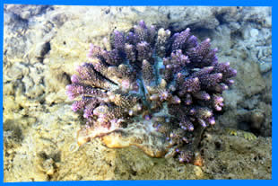 Коралловый Риф в Най Янг, Corall reef in Nai Yang Beach, Phuket