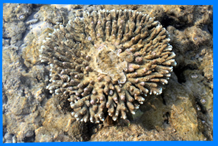 Коралловый Риф в Най Янг, Corall reef in Nai Yang Beach, Phuket