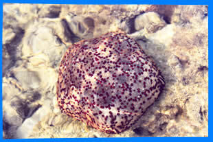 Коралловый Риф в Най Янг, Corall reef in Nai Yang Beach, Phuket