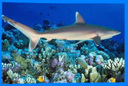 дайвинг на пхукете scuba diving phuket отели пхукета phuket hotels&resorts