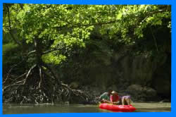На каяках через мангровые леса 