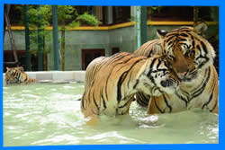 Королевство Тигра в Пхукете,  Где Посмотреть Тигров в Пхукете