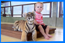 Королевство Тигра в Пхукете,  Где Посмотреть Тигров в Пхукете