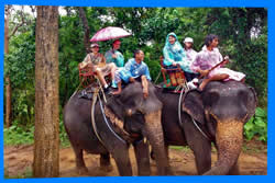 Safari Elephant Club – Патонг