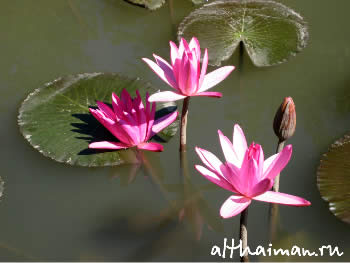 ChiangDao_ CHIANG MAI NORTH THAILAND HOTELS HOSTELS RESORTS BUNGALOWS_ ЧИАНГ МАЙ ЧАНГ МЕЙ СЕВЕРНЫЙ ТАИЛАНД