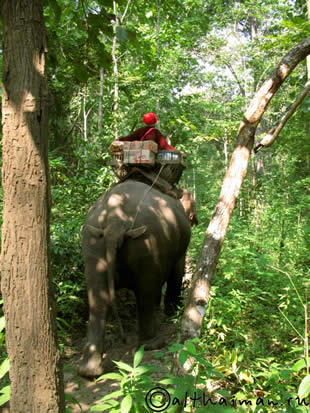 THILOSU_TILORSU_TILOSU_UMPANG_THAILAND_УМПАНГ_ВОДОПАД ТИЛОСУ_ТАИЛАНД