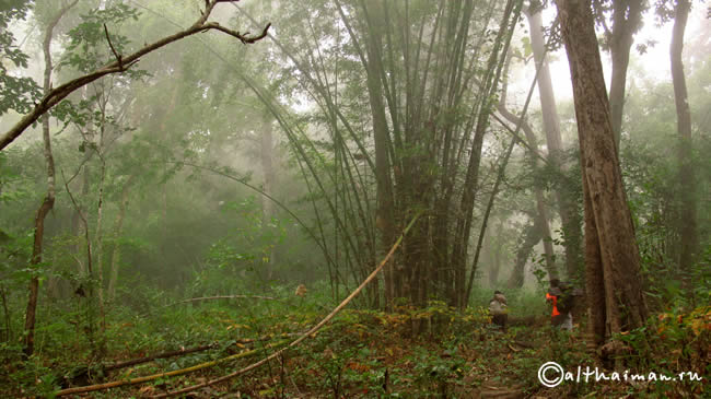 THILOSU_TILORSU_TILOSU_UMPANG_THAILAND_УМПАНГ_ВОДОПАД ТИЛОСУ_ТАИЛАНД