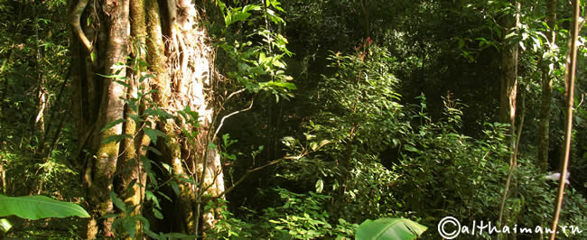 THILOSU_TILORSU_TILOSU_UMPANG_THAILAND_УМПАНГ_ВОДОПАД ТИЛОСУ_ТАИЛАНД