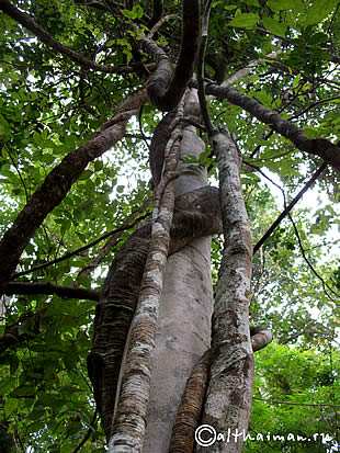 THILOSU_TILORSU_TILOSU_UMPANG_THAILAND_УМПАНГ_ВОДОПАД ТИЛОСУ_ТАИЛАНД