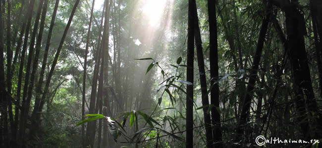 THILOSU_TILORSU_TILOSU_UMPANG_THAILAND_УМПАНГ_ВОДОПАД ТИЛОСУ_ТАИЛАНД